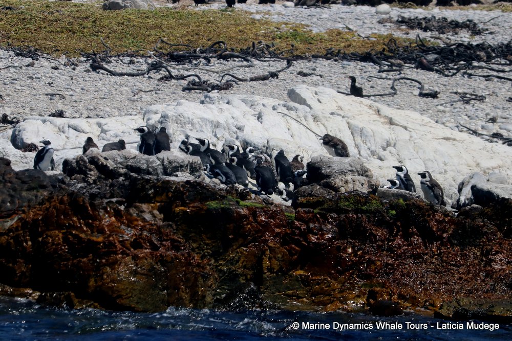 african penguin, whale watching, gansbaai, south africa