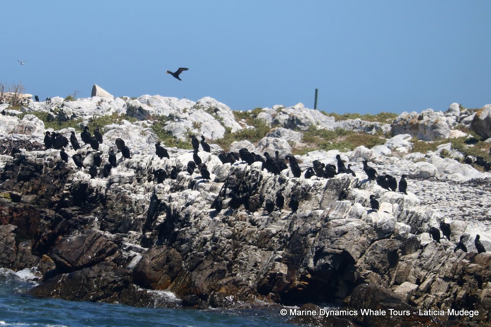 cormorant, whale watching, gansbaai, south africa,