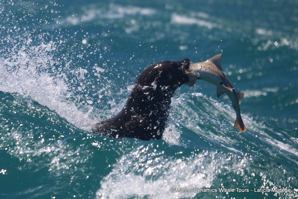 cape fur seal, whale watching, gansbaai, south africa