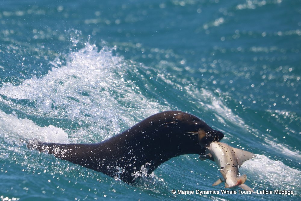 cape fur seal, whale watching, gansbaai, south africa