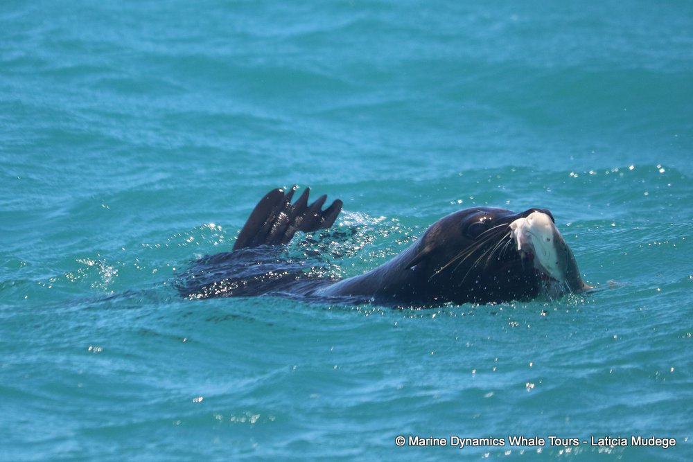 cape fur seal, whale watching, gansbaai, south africa