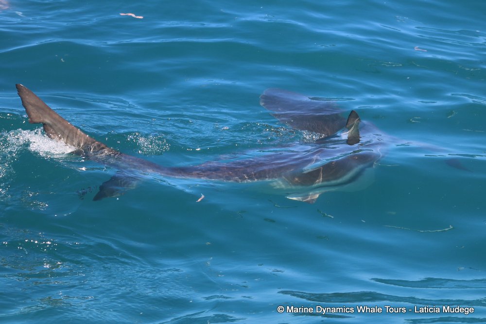 bronze whaler shark, whale watching, gansbaai, south africa,