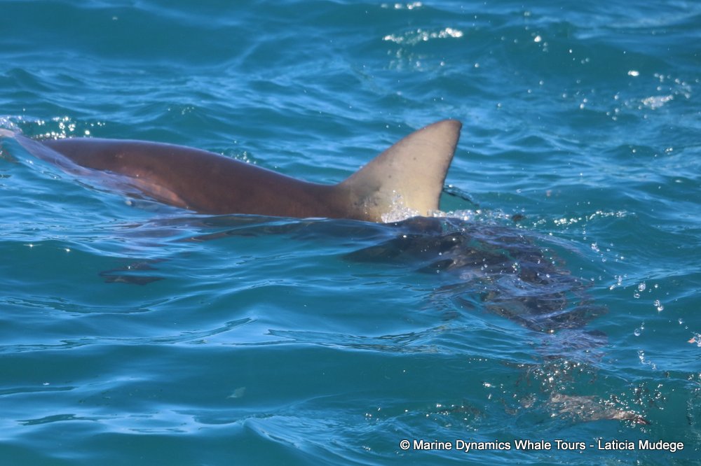 bronze whaler shark, whale watching, gansbaai, south africa,