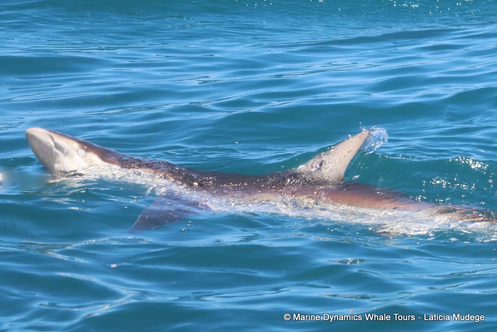bronze whaler shark, whale watching, gansbaai, south africa,