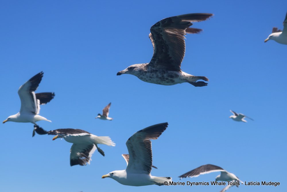 gull, whale watching, gansbaai, south africa,