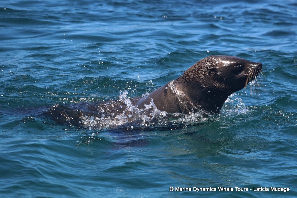 cape fur seal, whale watching, gansbaai, south africa