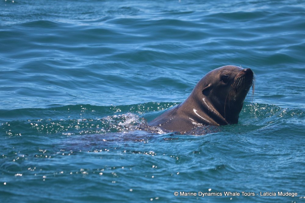 cape fur seal, whale watching, gansbaai, south africa