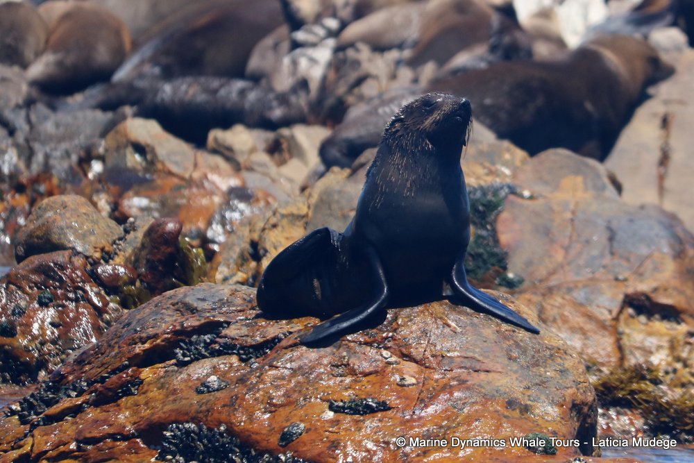 cape fur seal, whale watching, gansbaai, south africa