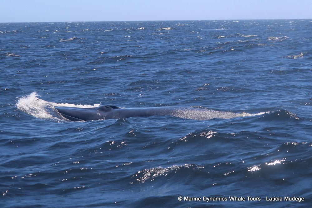 bryde's whale, whale watching, gansbaai, south africa,