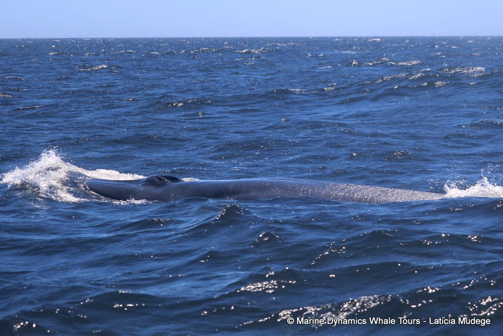 bryde's whale, whale watching, gansbaai, south africa,