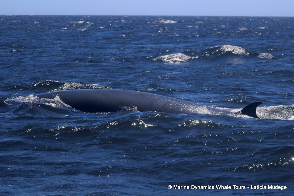 bryde's whale, whale watching, gansbaai, south africa,
