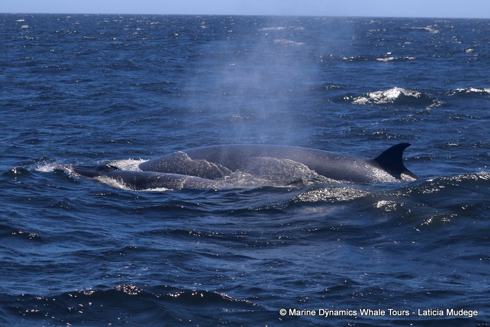 bryde's whale, whale watching, gansbaai, south africa,