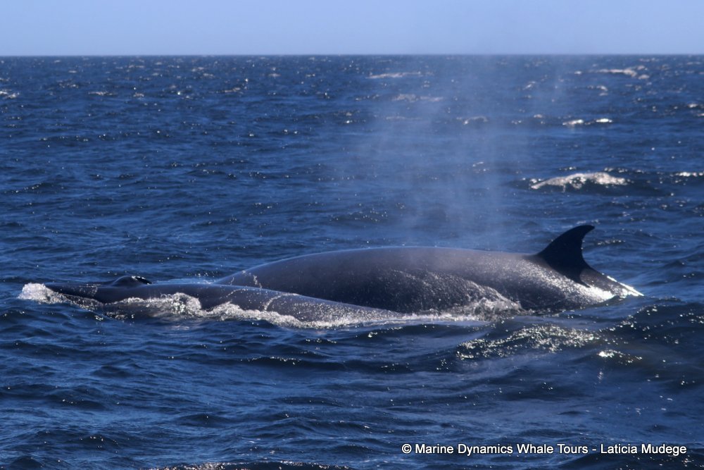 bryde's whale, whale watching, gansbaai, south africa,