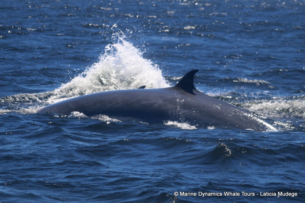 Marine Big 5 Daily Blog 28 December