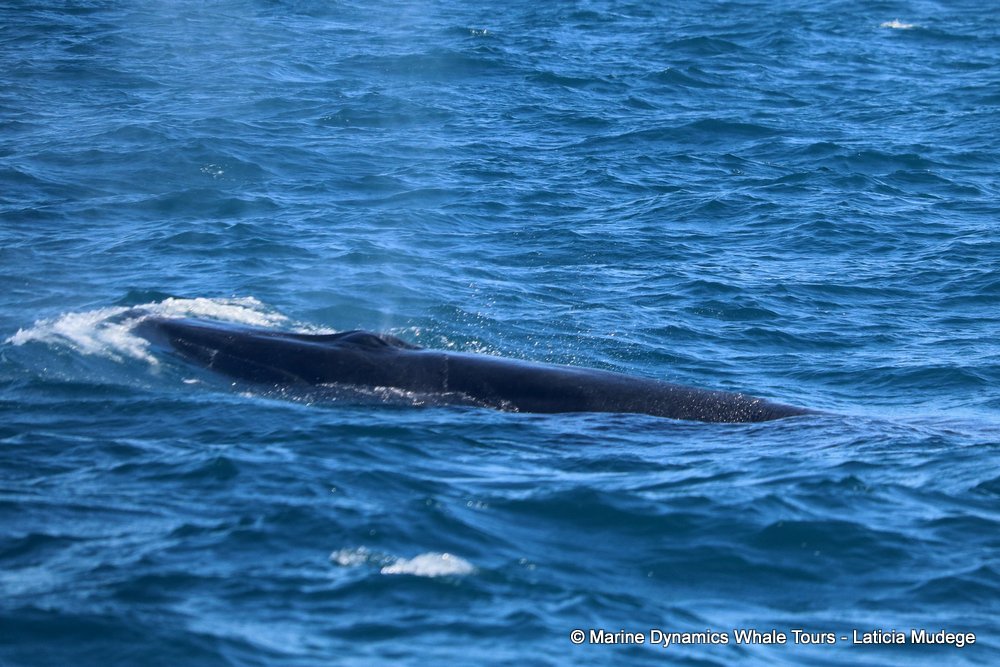 bryde's whale, whale watching, gansbaai, south africa,