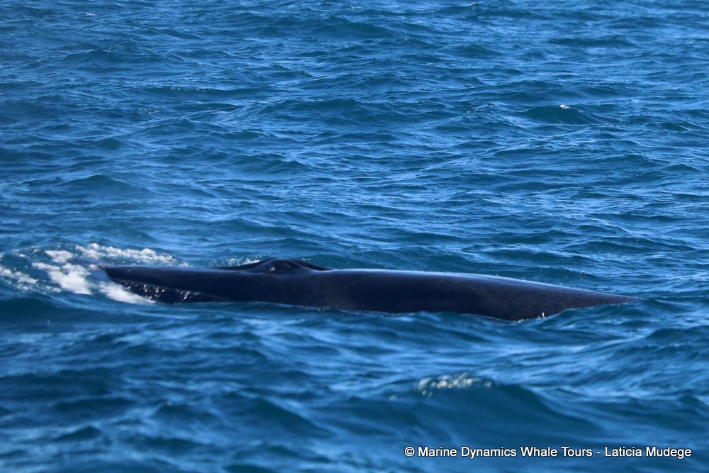 bryde's whale, whale watching, gansbaai, south africa,