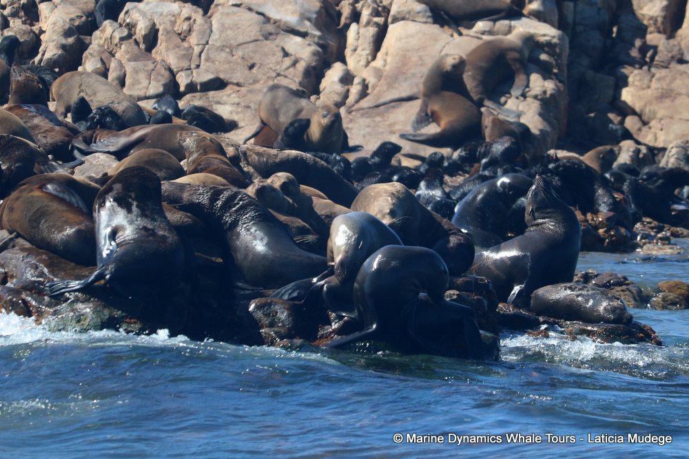 cape fur seal, whale watching, gansbaai, south africa