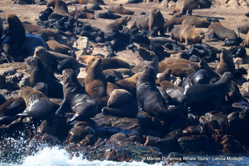 cape fur seal, whale watching, gansbaai, south africa