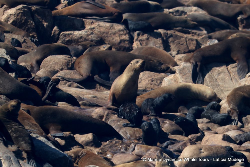 cape fur seal, whale watching, gansbaai, south africa