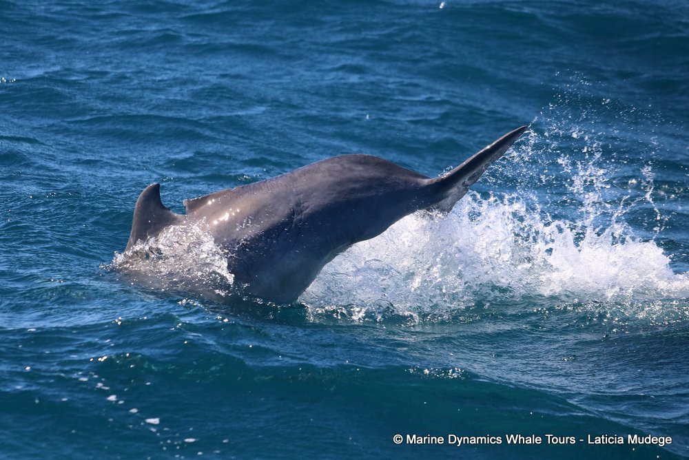 humpback dolphin, whale watching, gansbaai, south africa