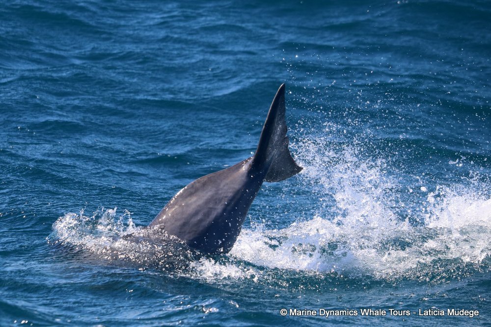 humpback dolphin, whale watching, gansbaai, south africa