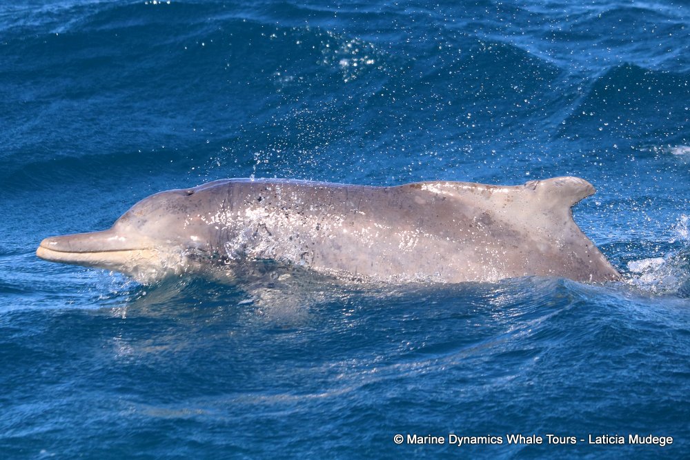 humpback dolphin, whale watching, gansbaai, south africa