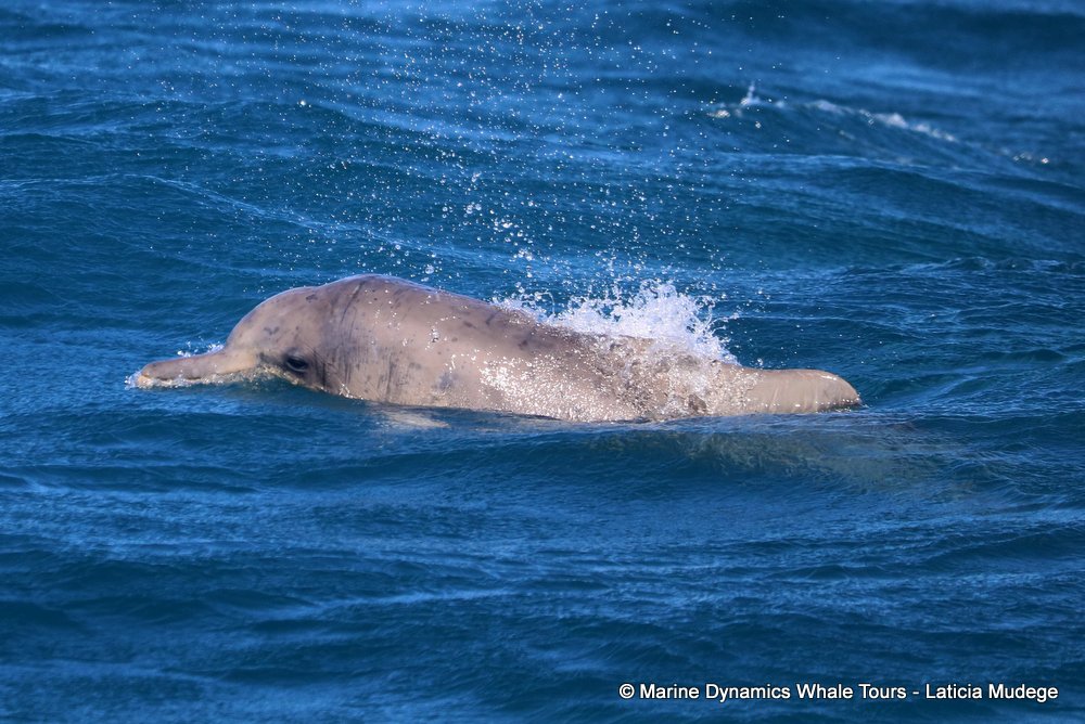 humpback dolphin, whale watching, gansbaai, south africa