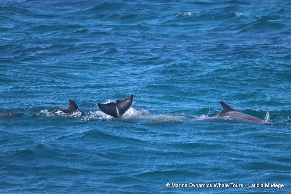 humpback dolphin, whale watching, gansbaai, south africa
