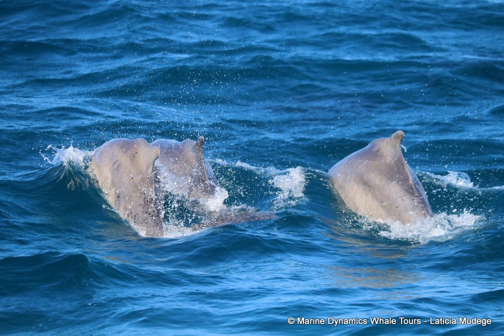 humpback dolphin, whale watching, gansbaai, south africa