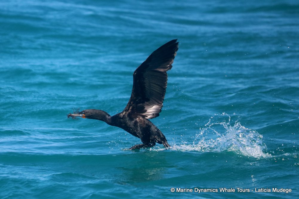 cormorant, whale watching, gansbaai, south africa,