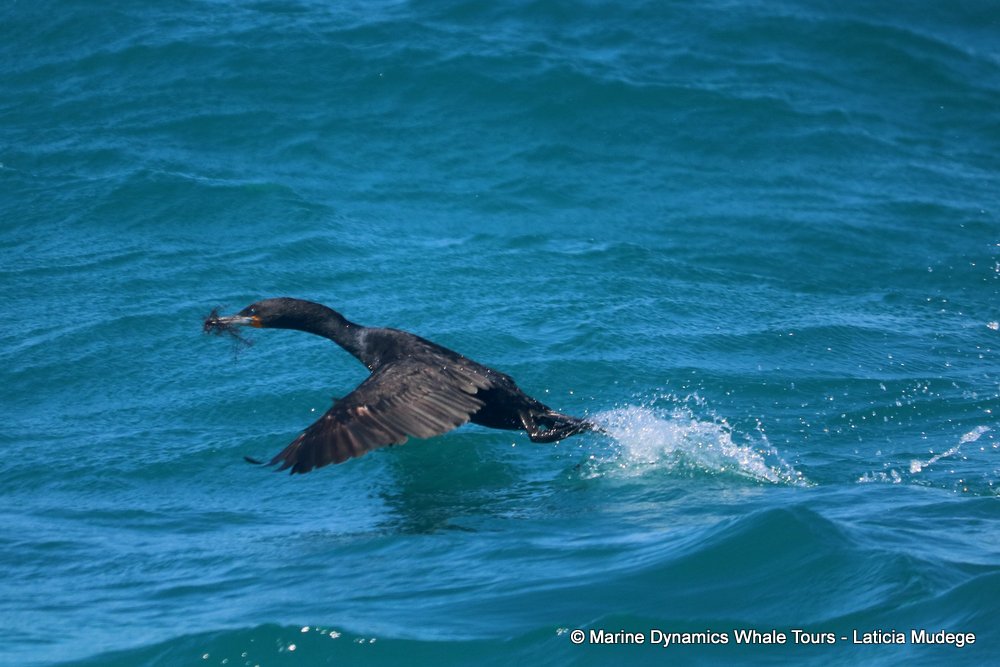 cormorant, whale watching, gansbaai, south africa,