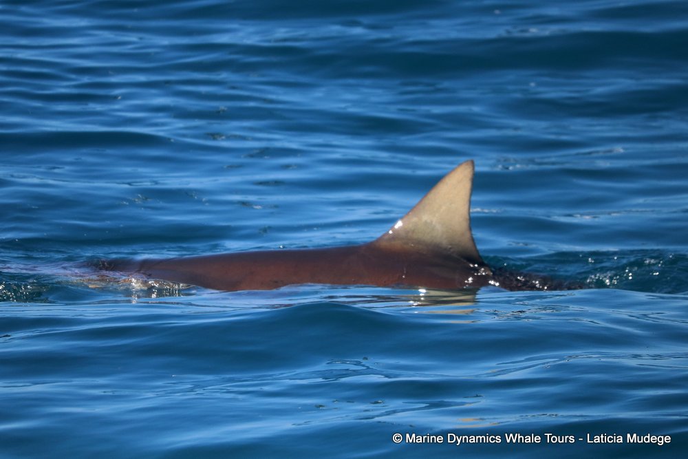 bronze whaler shark, whale watching, gansbaai, south africa,