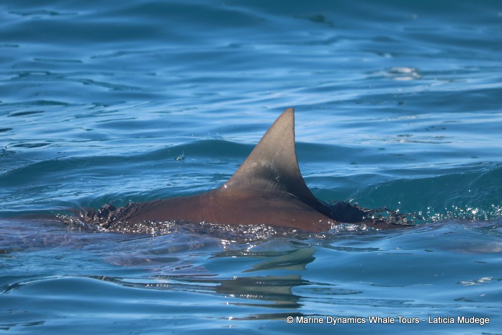 bronze whaler shark, whale watching, gansbaai, south africa,