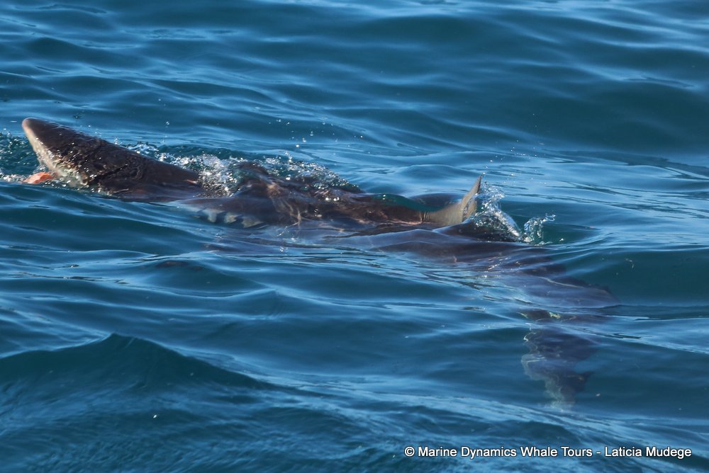 bronze whaler shark, whale watching, gansbaai, south africa,