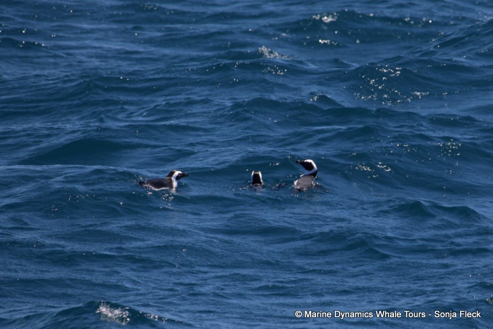 african penguin, whale watching, gansbaai, south africa