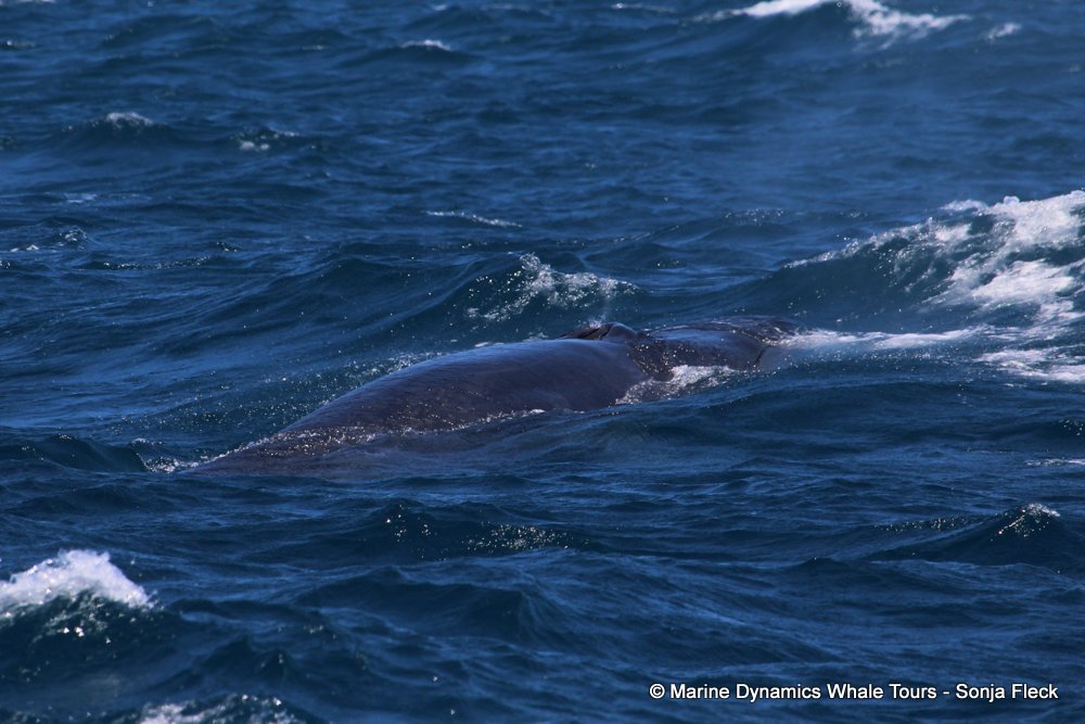 bryde's whale, whale watching, gansbaai, south africa,