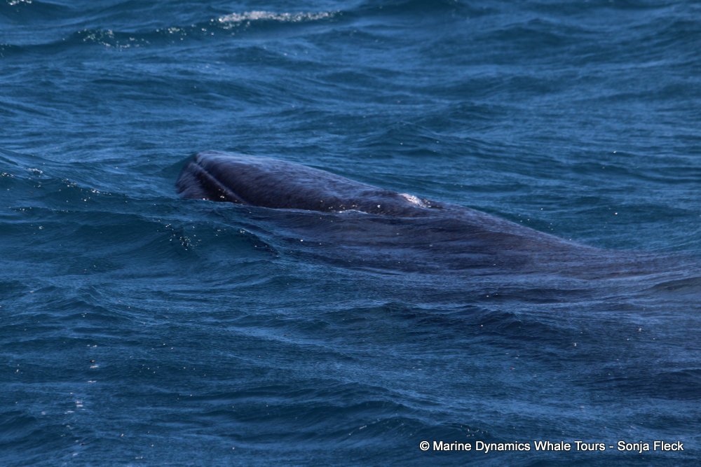 bryde's whale, whale watching, gansbaai, south africa,