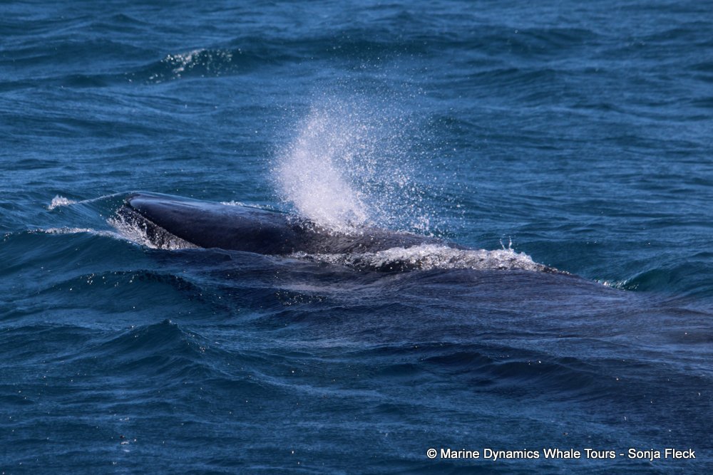 bryde's whale, whale watching, gansbaai, south africa,