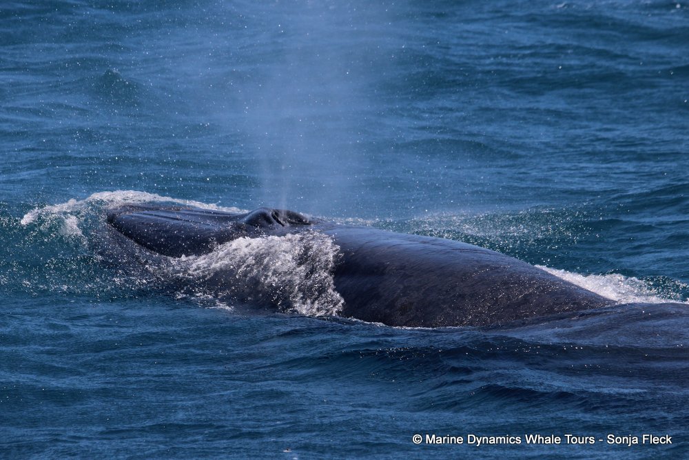 Marine Big 5 Daily Blog 29 December