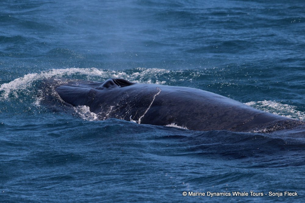 bryde's whale, whale watching, gansbaai, south africa,