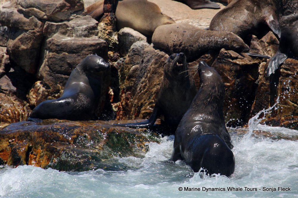 cape fur seal, whale watching, gansbaai, south africa