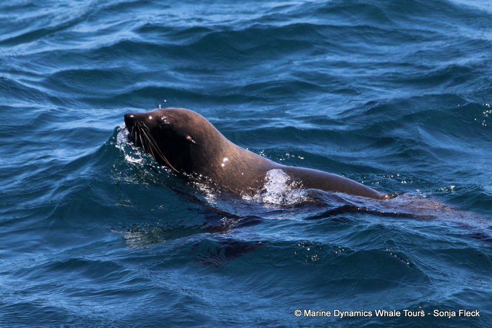 cape fur seal, whale watching, gansbaai, south africa
