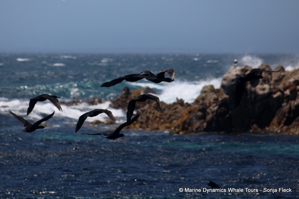 cormorants, whale watching, gansbaai, south africa