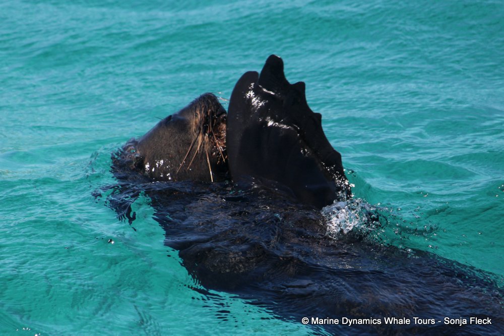 cape fur seal, whale watching, gansbaai, south africa