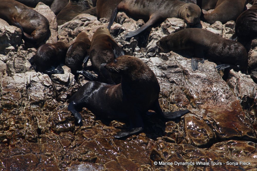 cape fur seal, whale watching, gansbaai, south africa