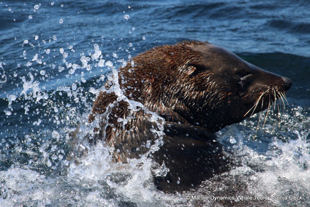 cape fur seal, whale watching, gansbaai, south africa
