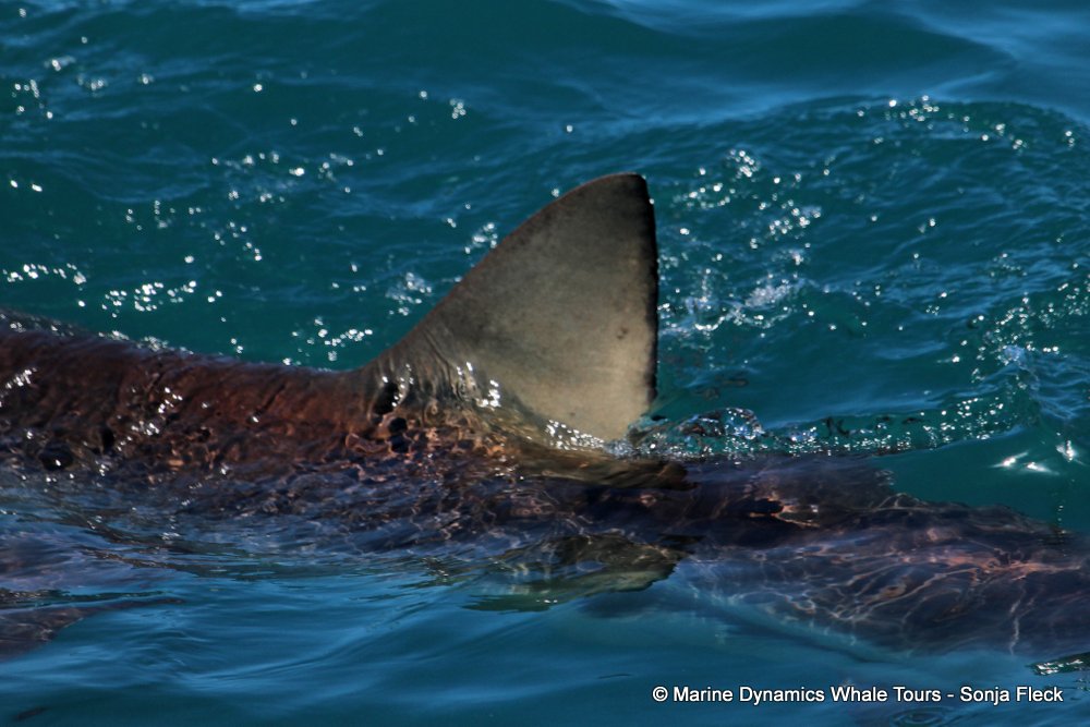 bronze whaler shark, whale watching, gansbaai, south africa,