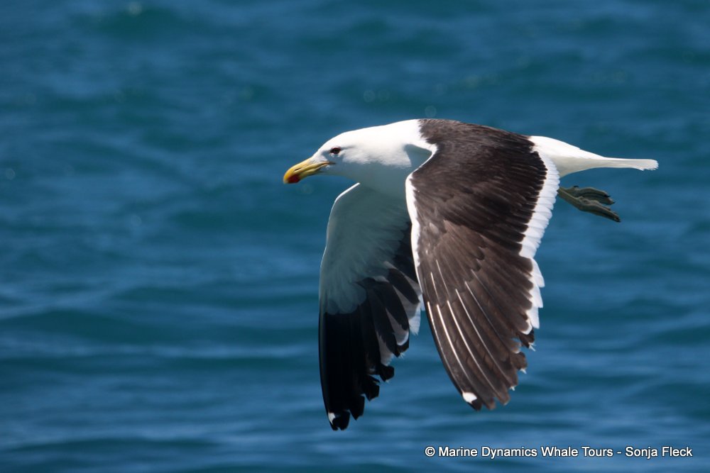 Kelp Gull, whale watching, gansbaai, south africa,