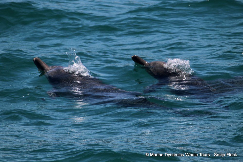 humpback dolphin and Southern right whale, whale watching, gansbaai, south africa,