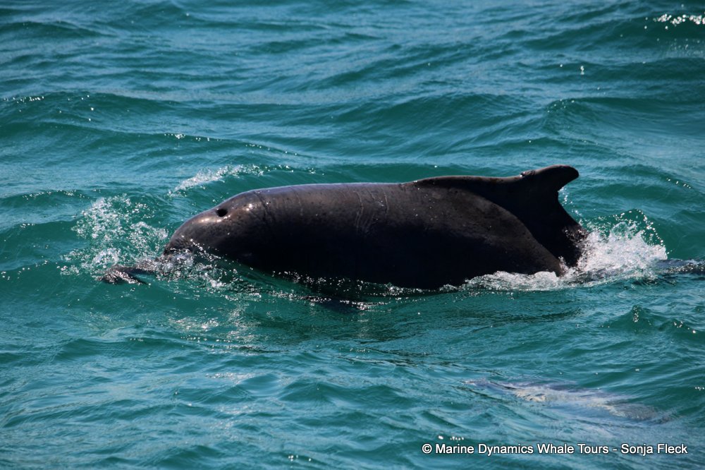 humpback dolphin and Southern right whale, whale watching, gansbaai, south africa,